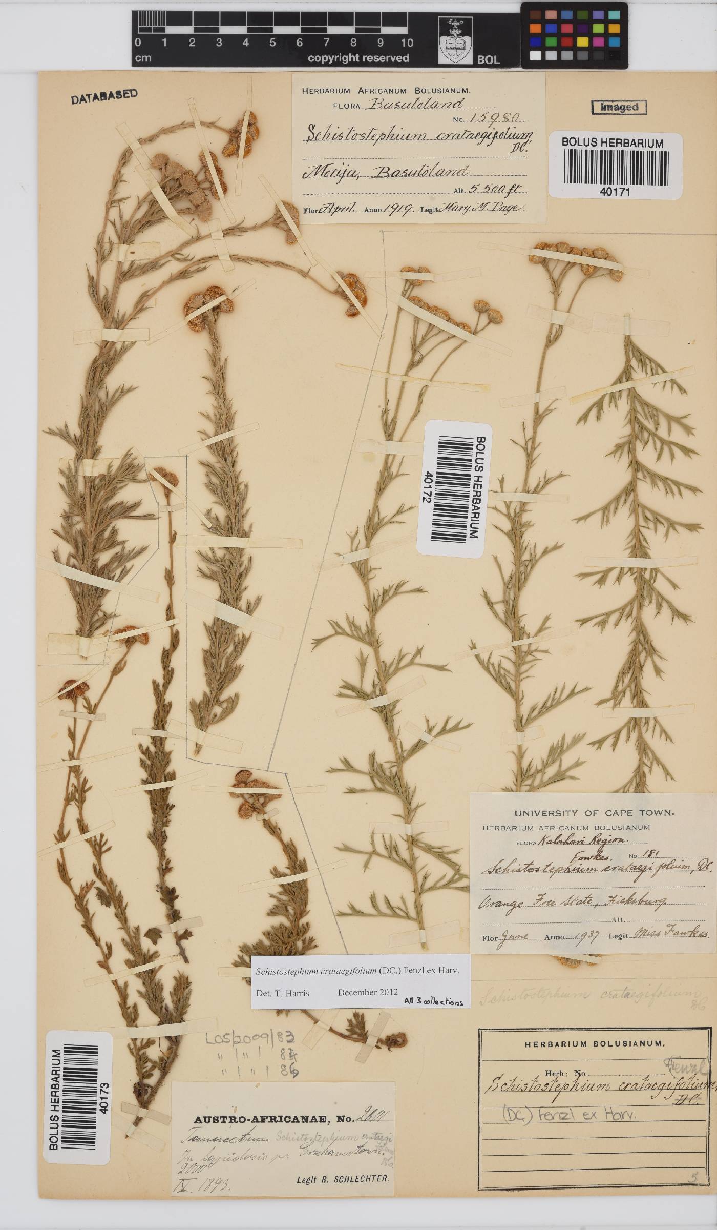 Schistostephium crataegifolium image