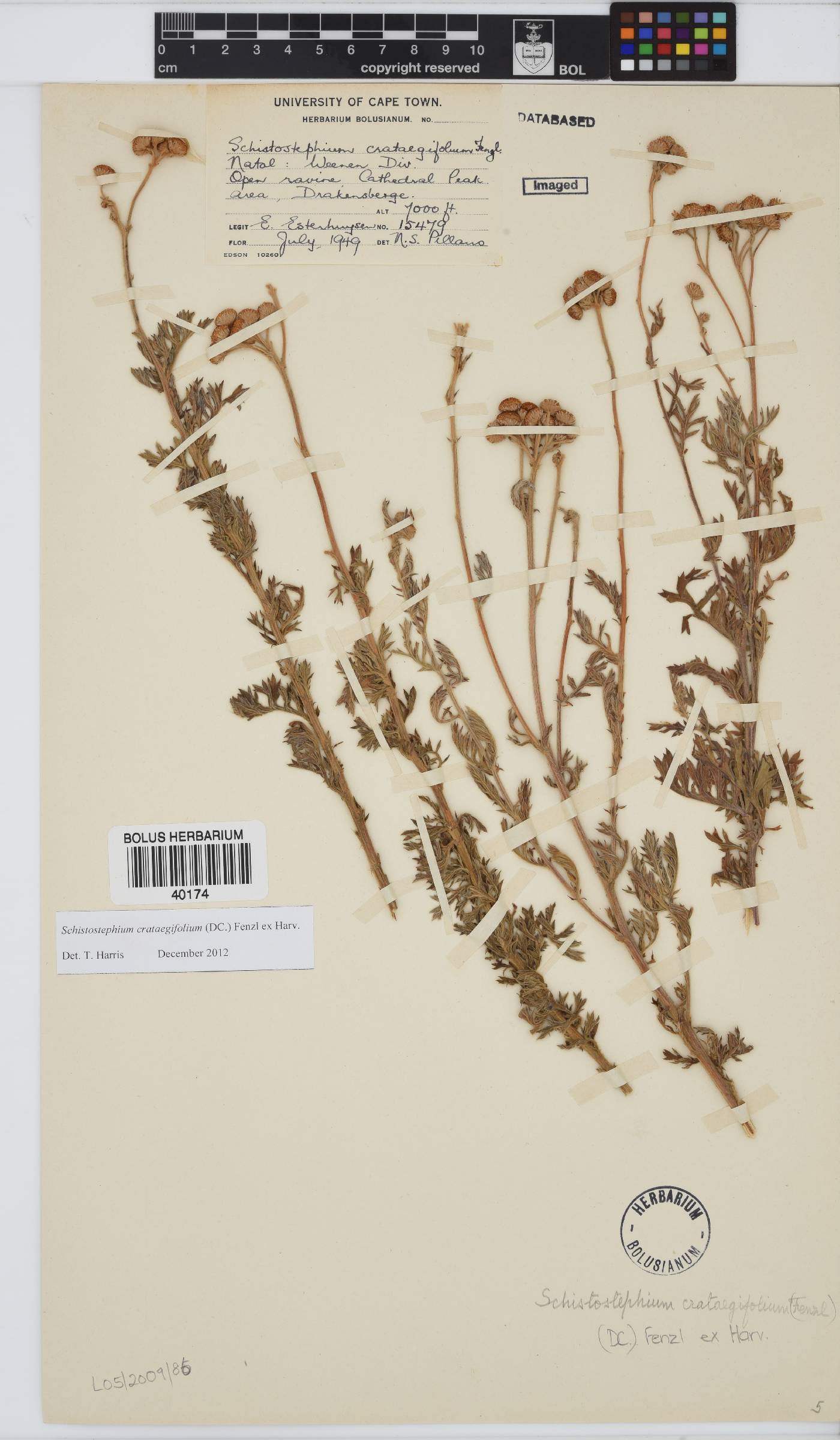 Schistostephium crataegifolium image