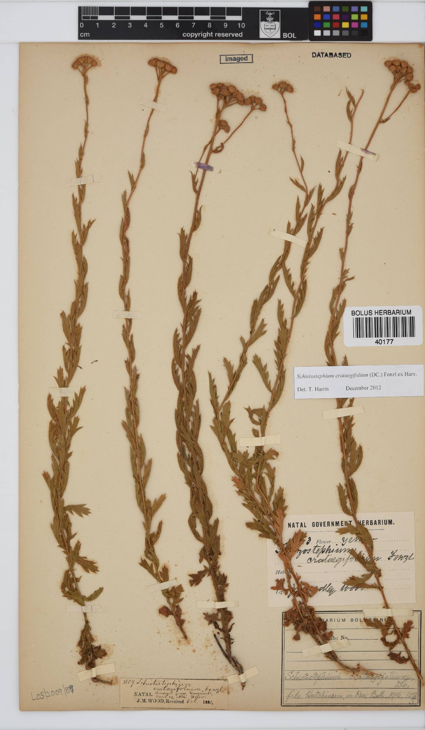 Schistostephium crataegifolium image