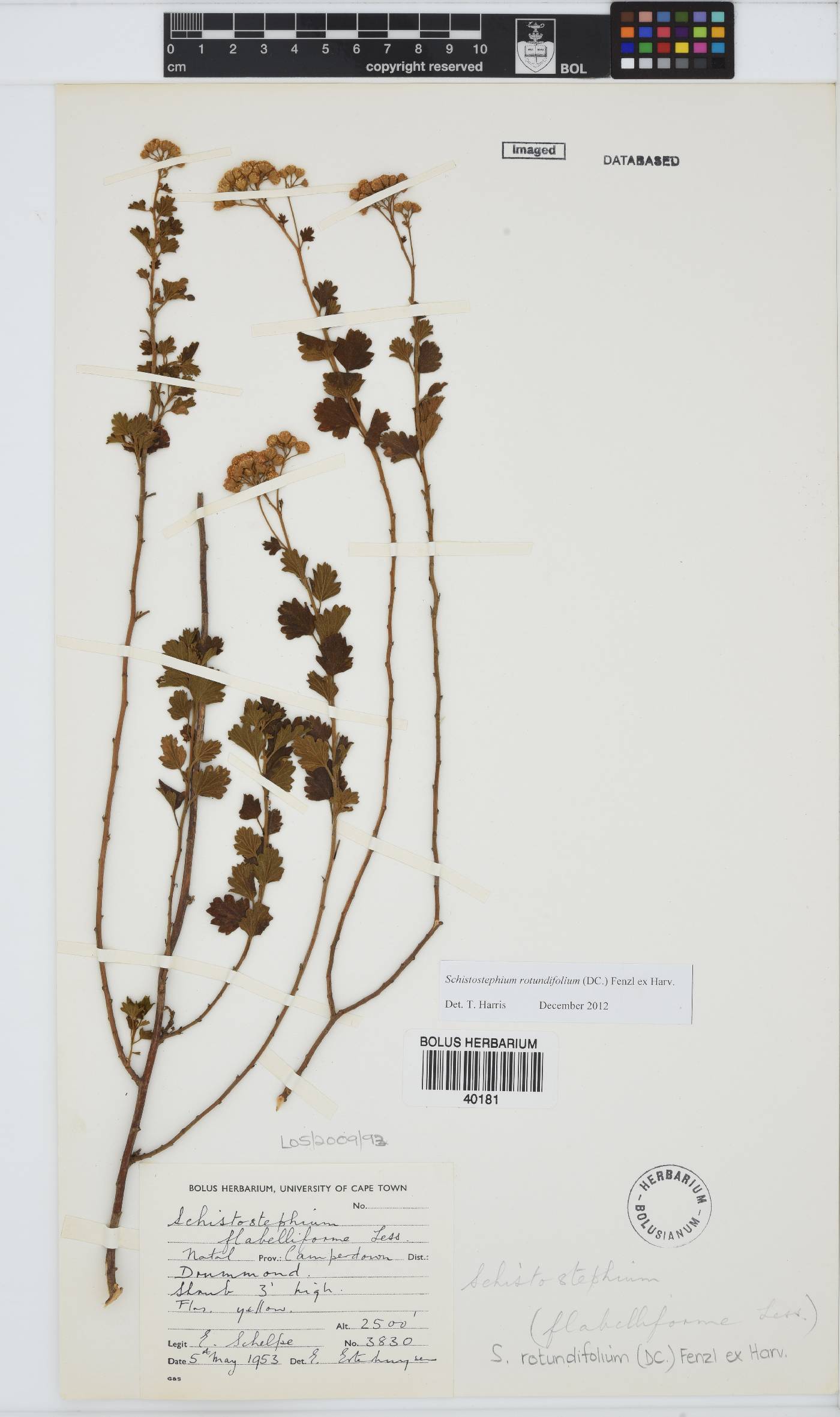 Schistostephium flabelliforme image