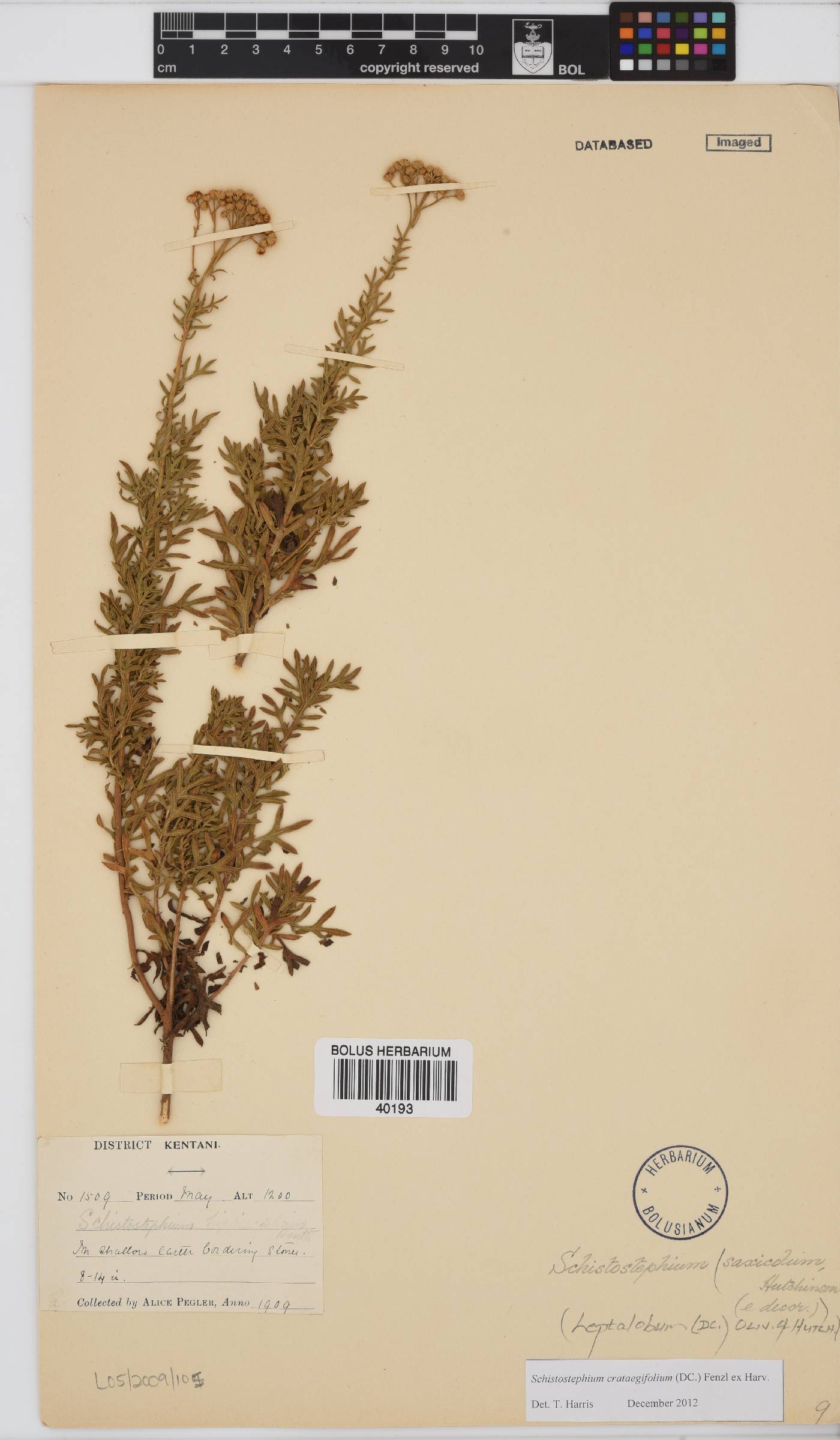 Schistostephium crataegifolium image