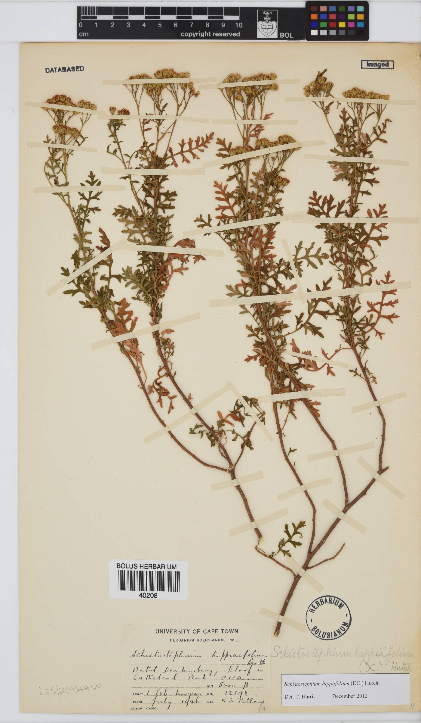 Schistostephium hippiifolium image