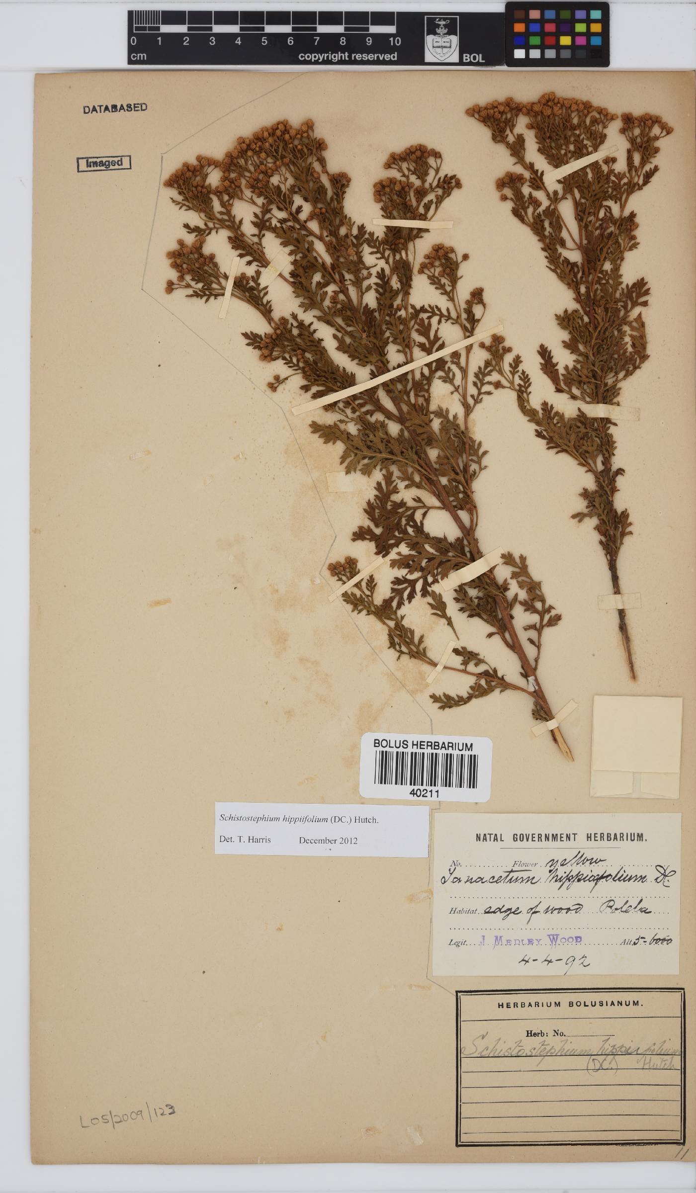 Schistostephium hippiifolium image