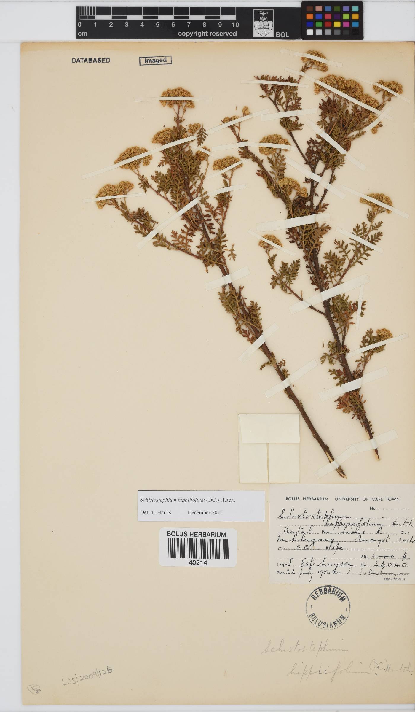 Schistostephium hippiifolium image