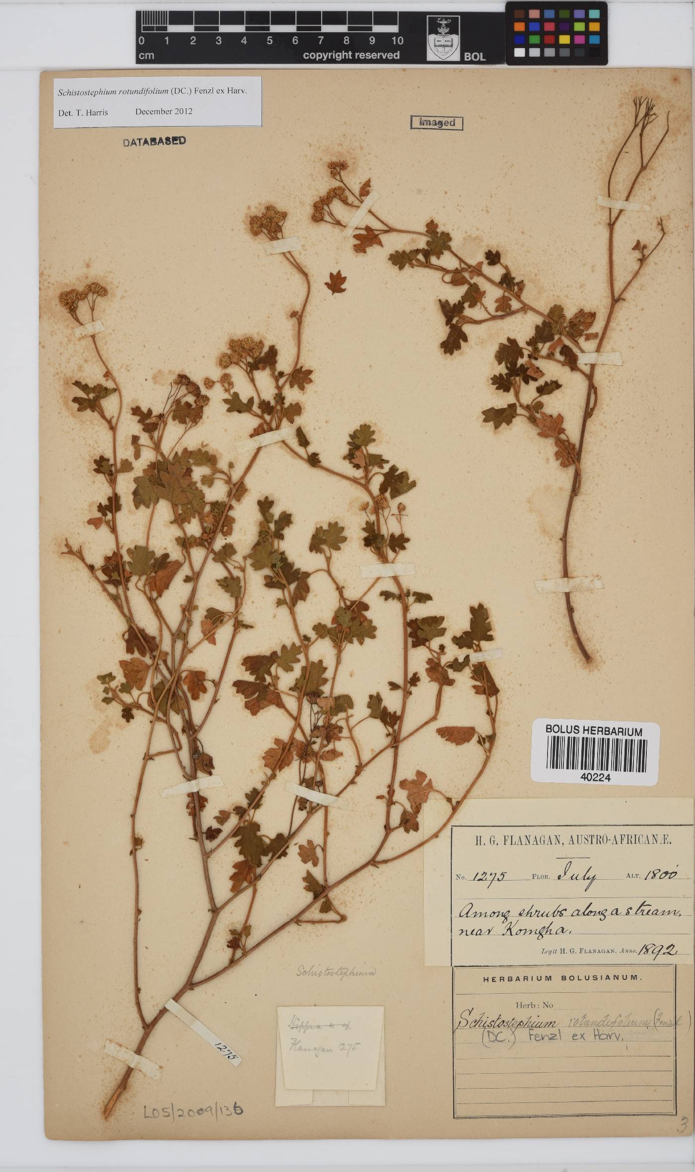 Schistostephium rotundifolium image