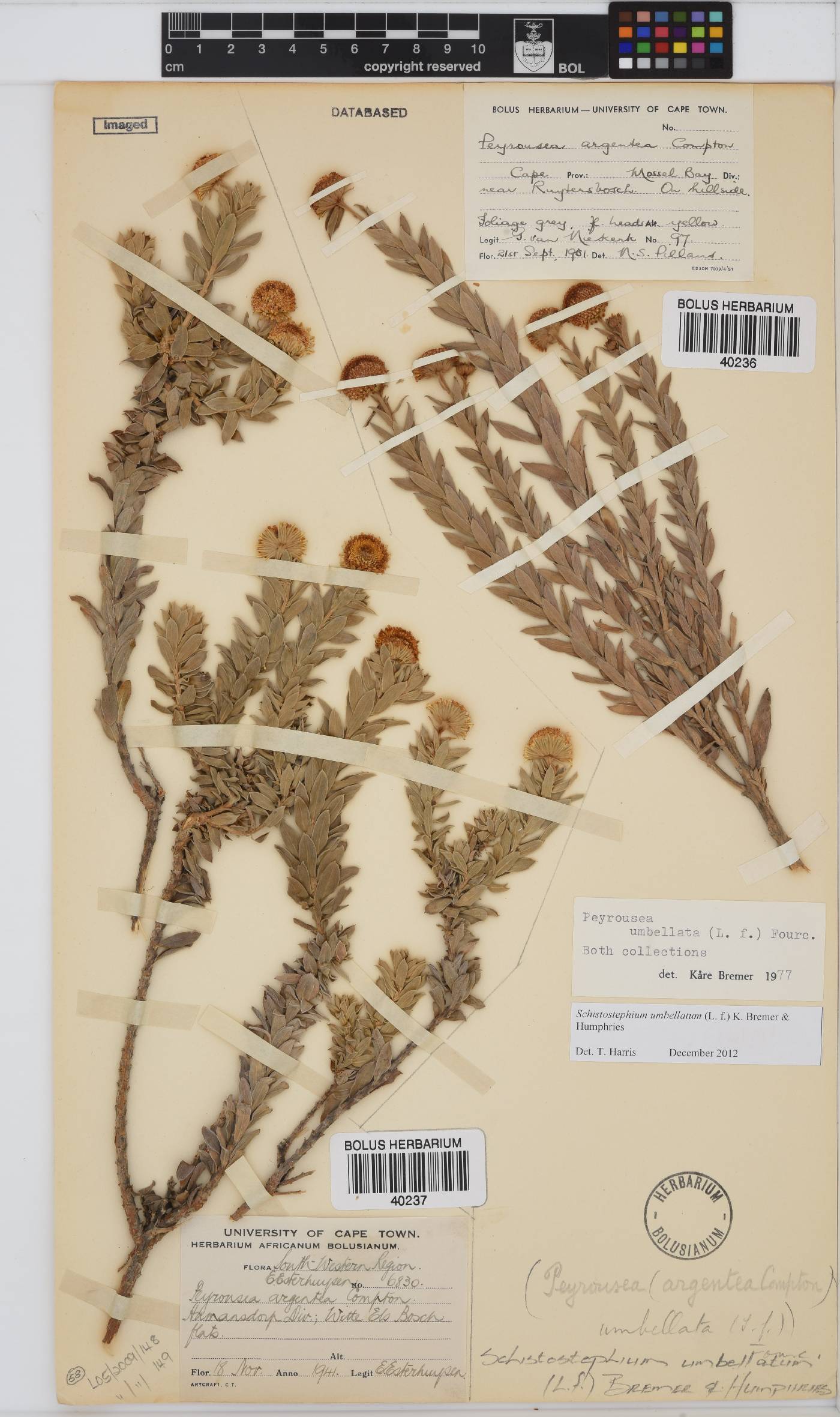 Schistostephium umbellatum image