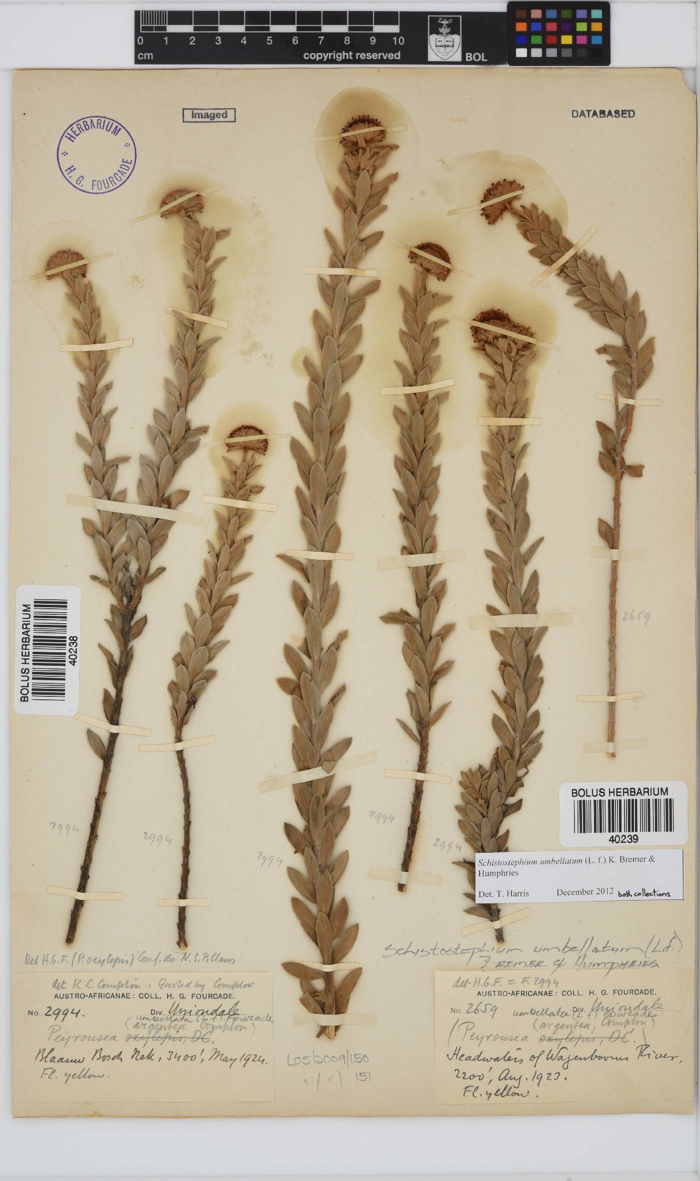 Schistostephium image