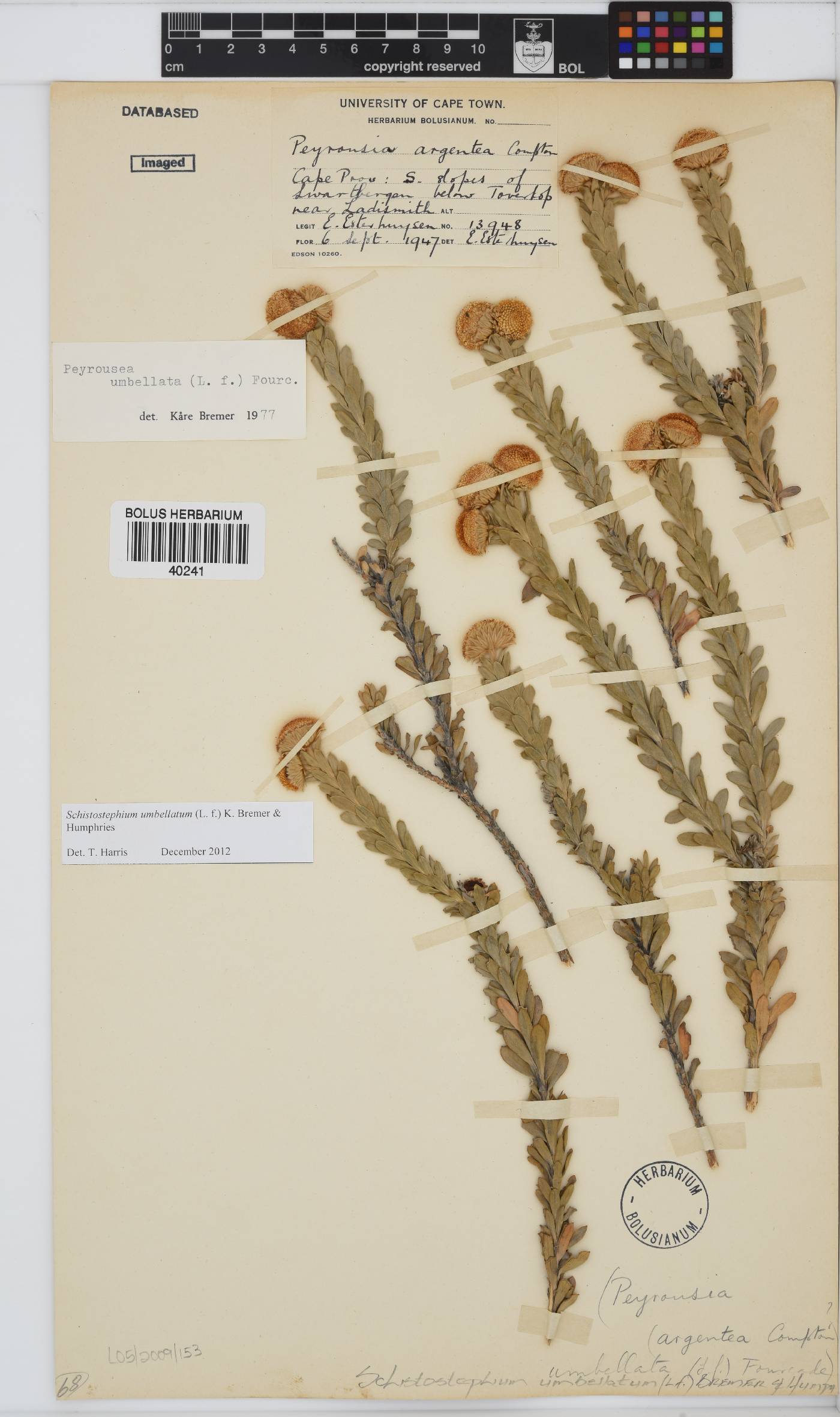 Schistostephium umbellatum image