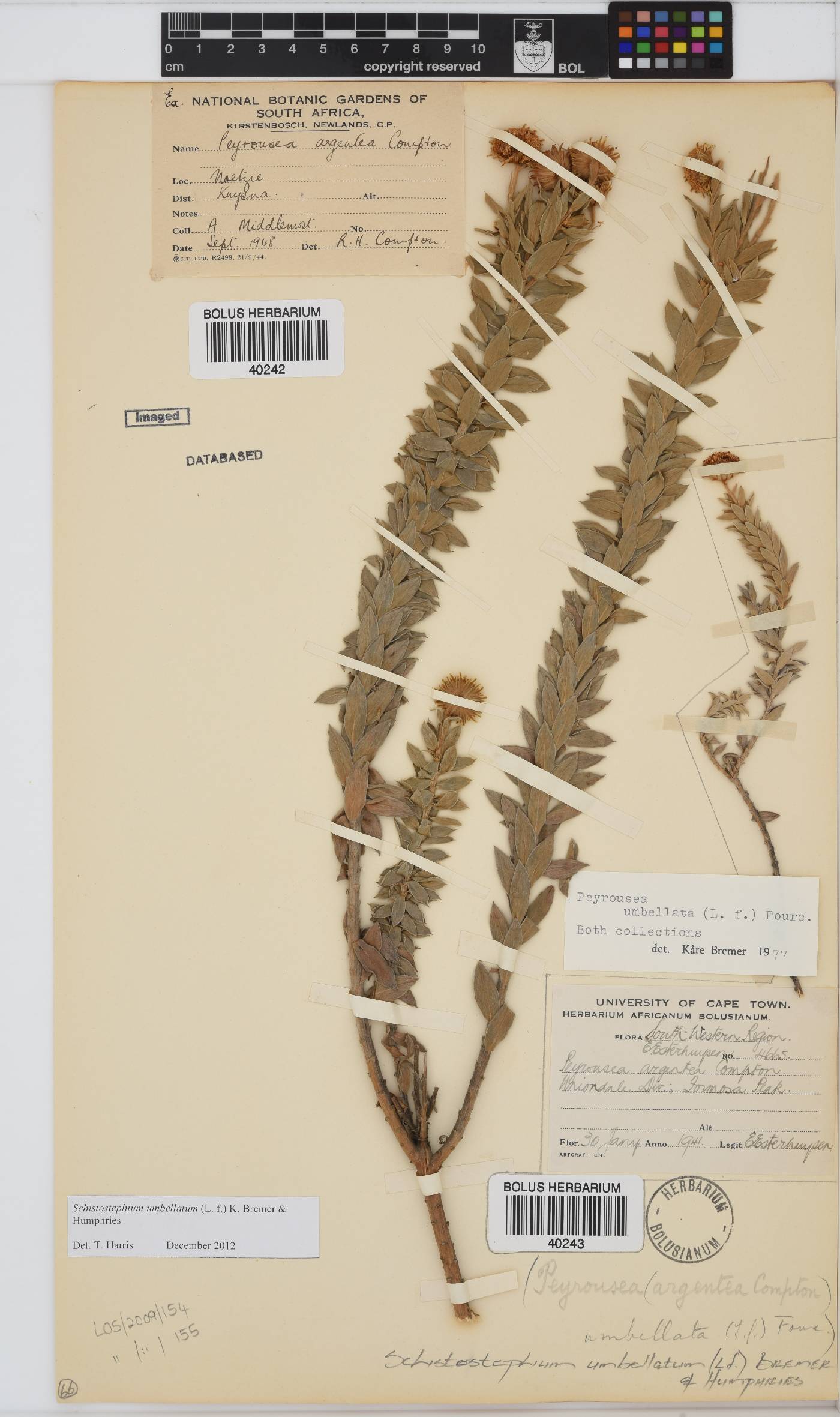 Schistostephium umbellatum image