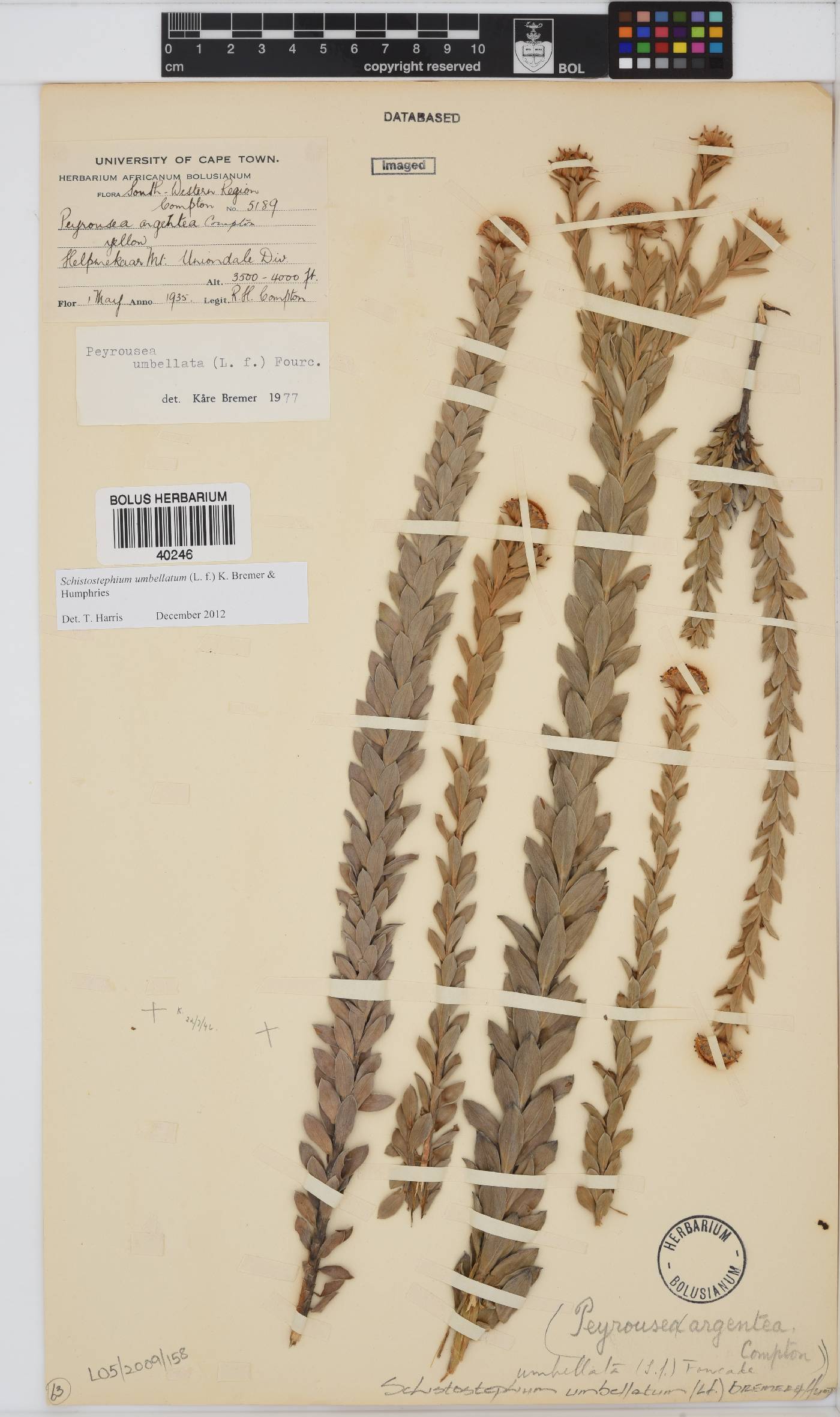 Schistostephium umbellatum image