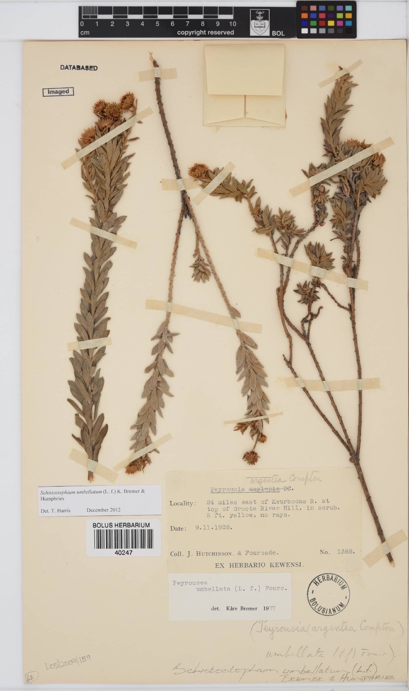 Schistostephium umbellatum image