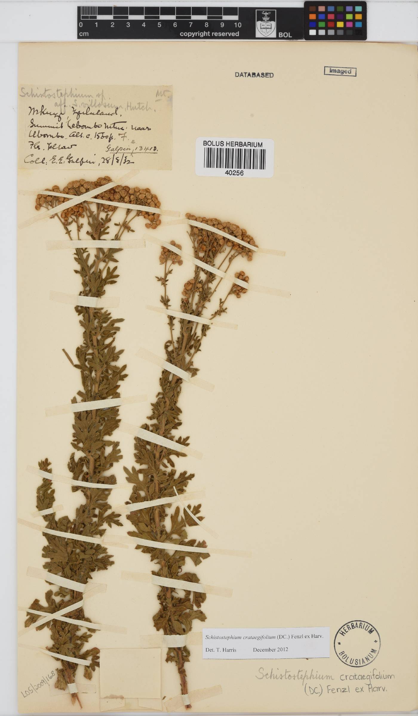 Schistostephium crataegifolium image