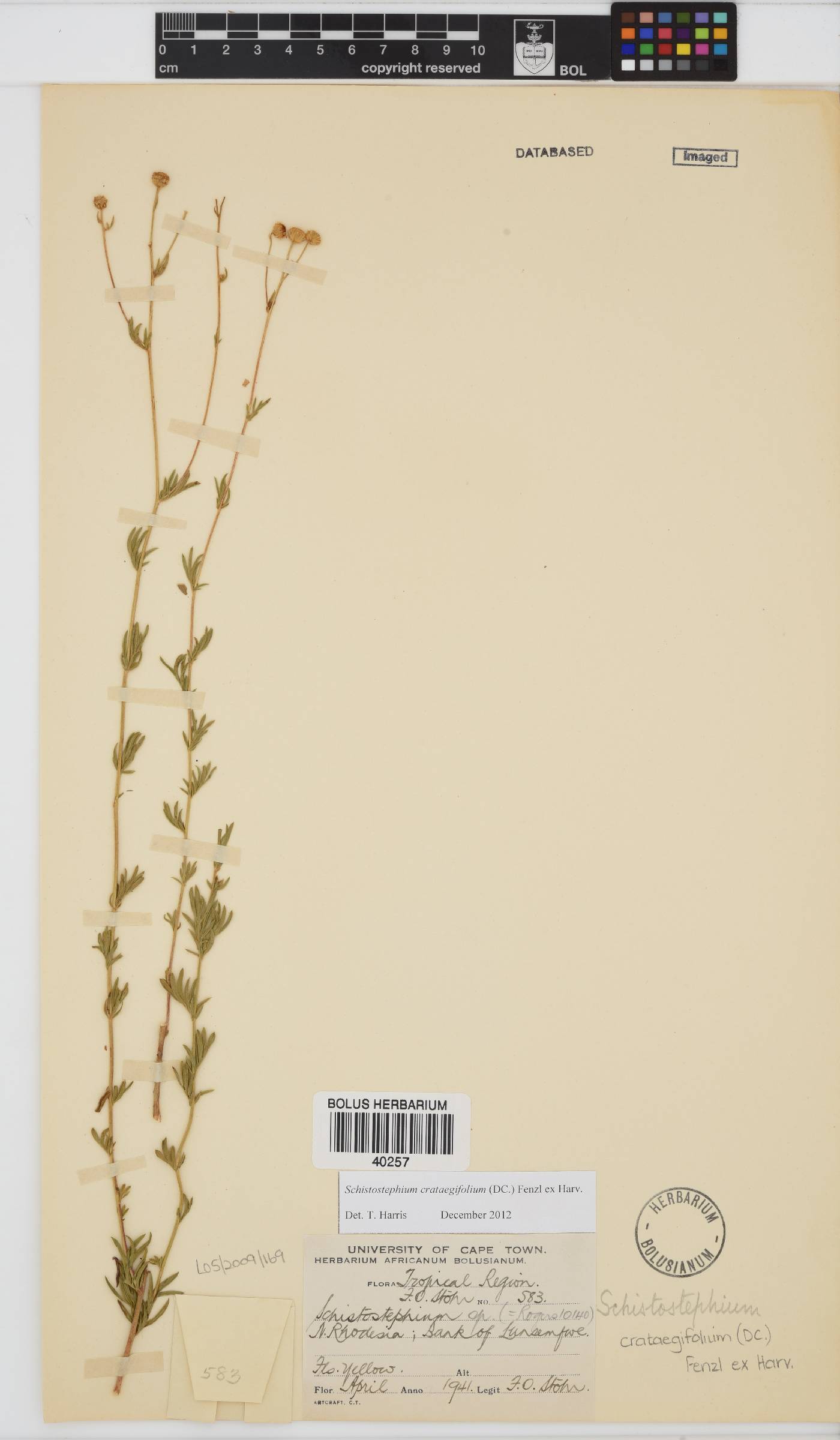 Schistostephium crataegifolium image