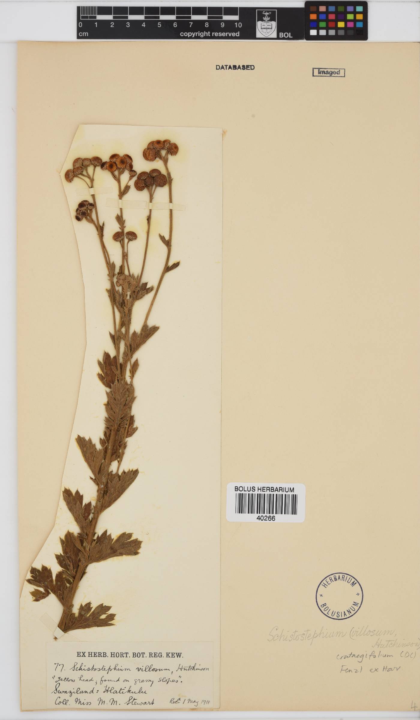 Schistostephium crataegifolium image