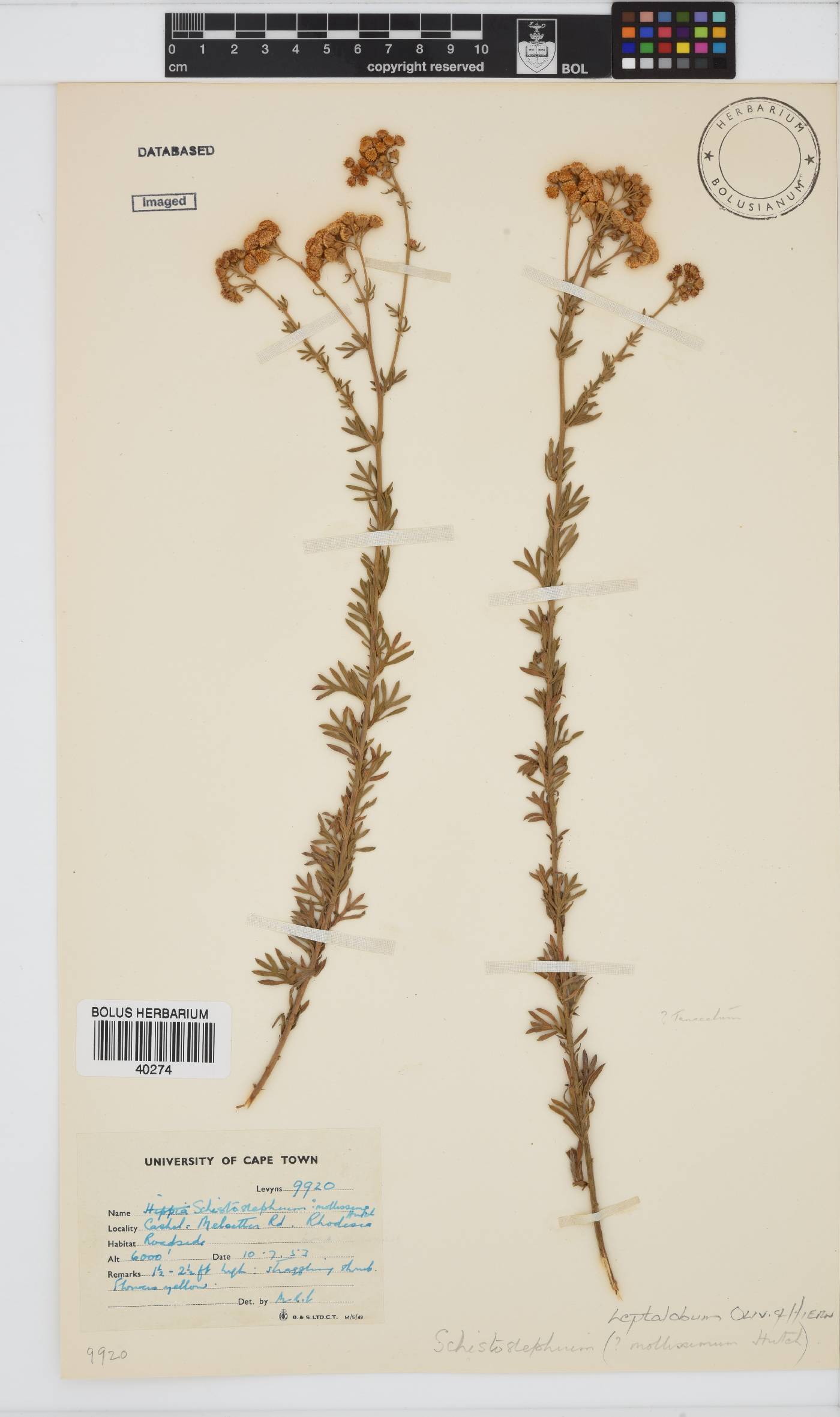 Schistostephium crataegifolium image