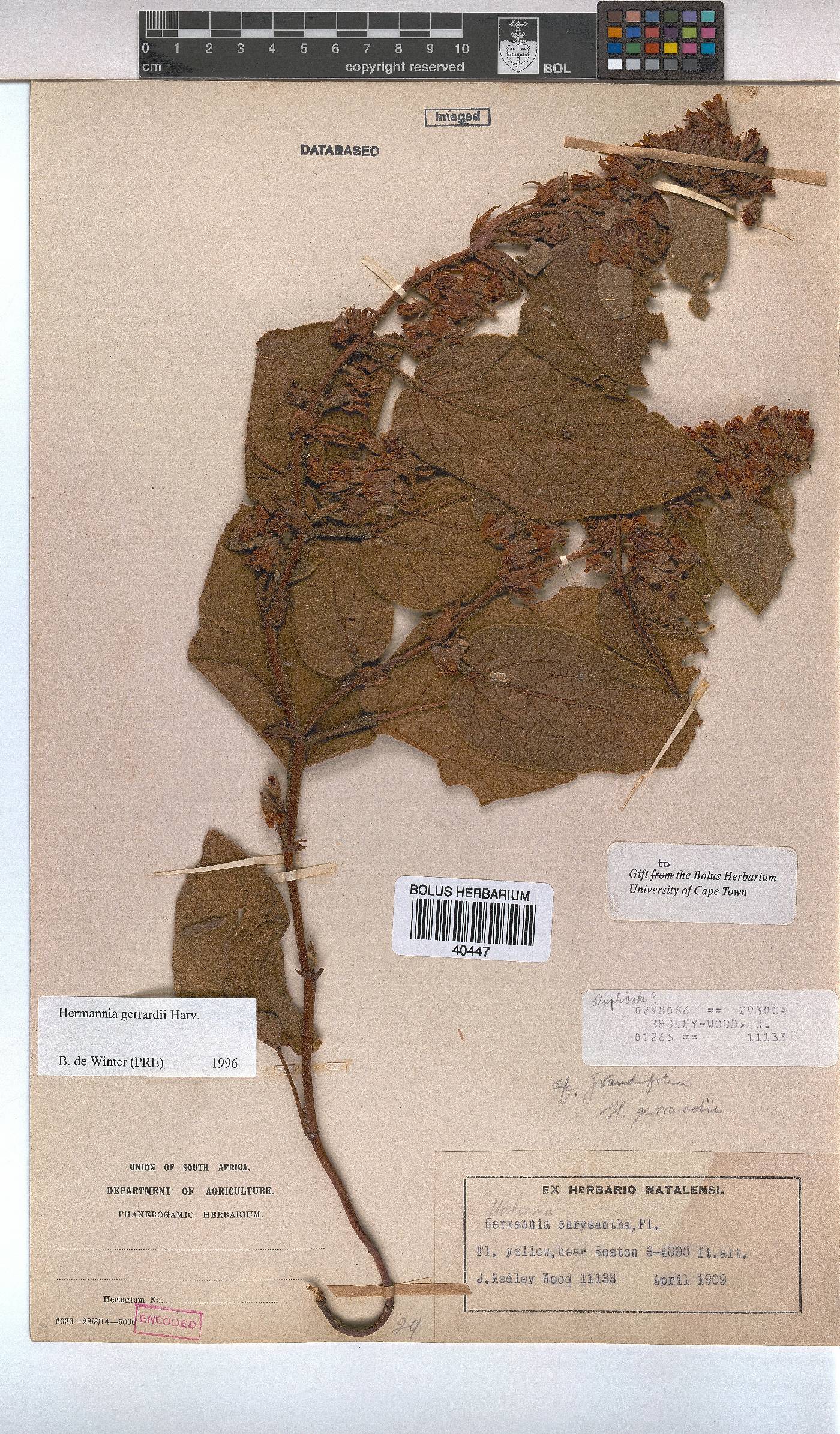 Hermannia gerrardii image