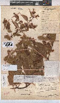 Hermannia gerrardii image