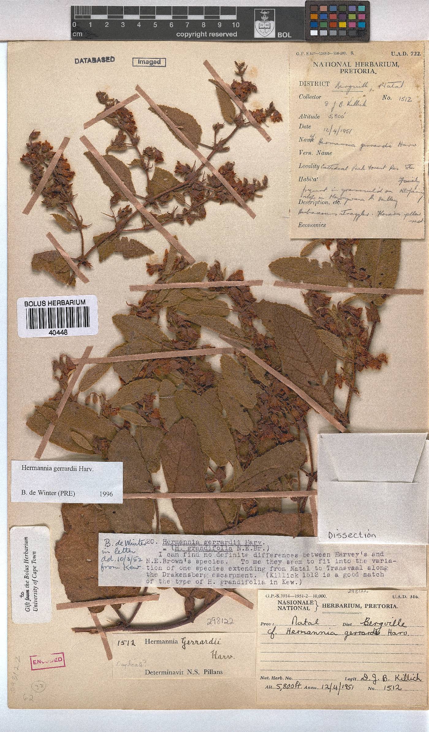 Hermannia gerrardii image