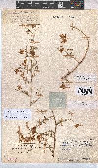Hermannia burchellii image