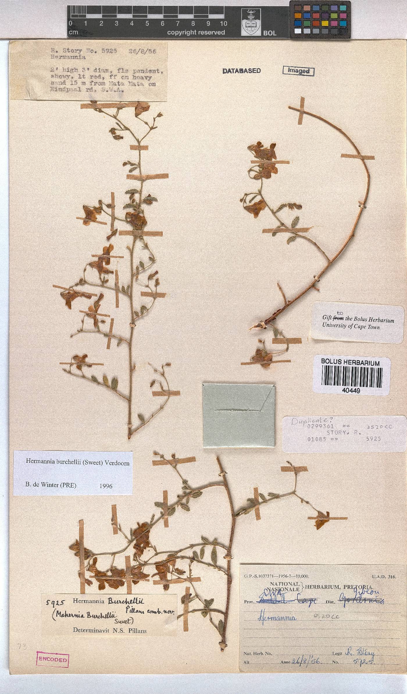 Hermannia burchellii image