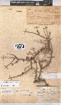 Hermannia stricta image