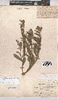 Hermannia grandistipula image