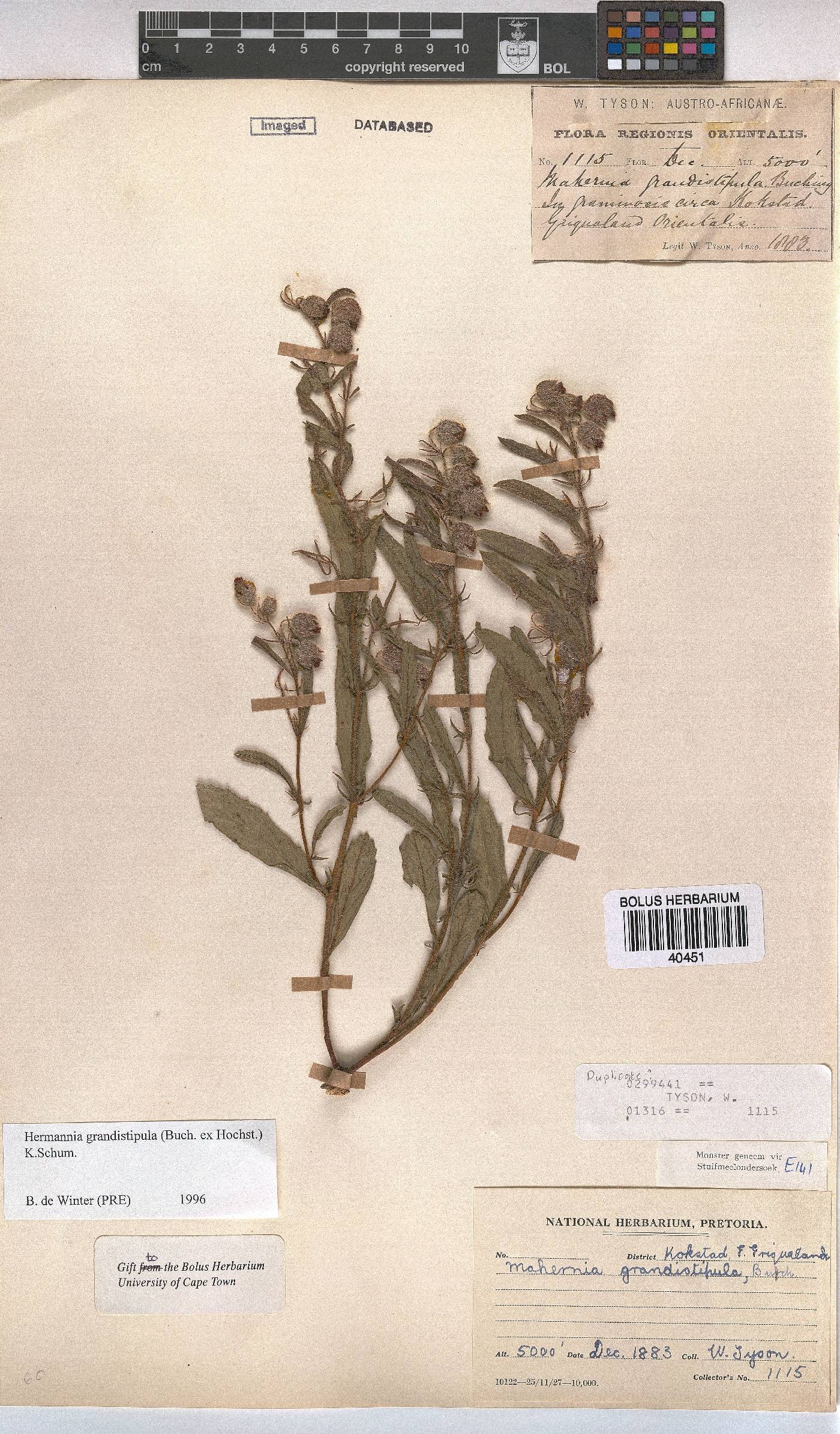 Hermannia grandistipula image
