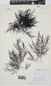 Carradoriella virgata image