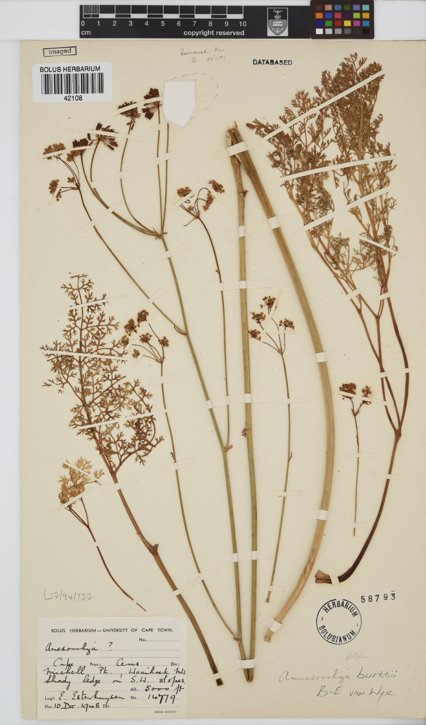 Annesorhiza burttii image
