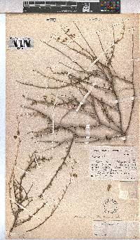 Hermannia trifurca image