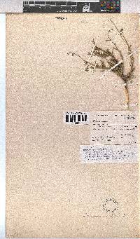 Hermannia trifurca image