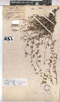 Hermannia trifurca image