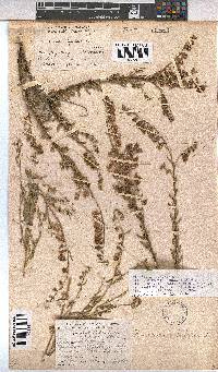 Hermannia trifurca image