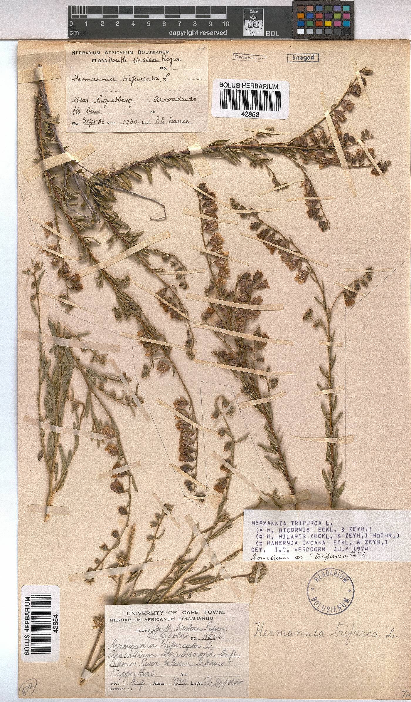 Hermannia image