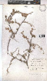 Hermannia trifurca image