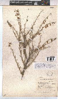 Hermannia trifurca image