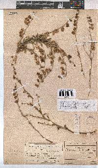 Hermannia trifurca image