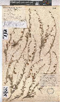 Hermannia trifurca image