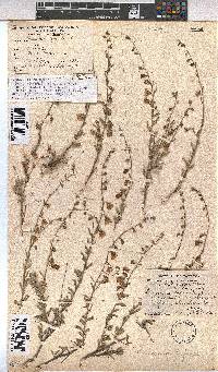 Hermannia trifurca image