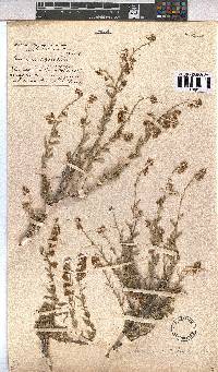 Hermannia trifurca image