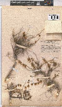 Hermannia trifurca image