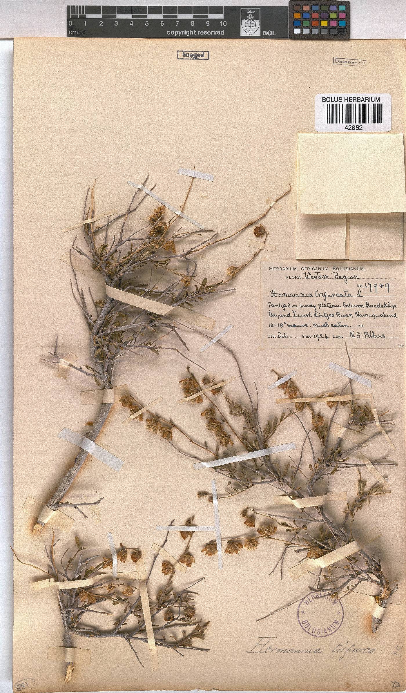 Hermannia trifurca image