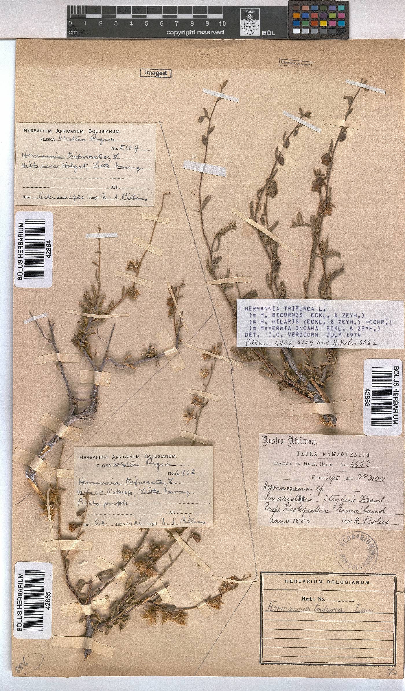 Hermannia trifurca image