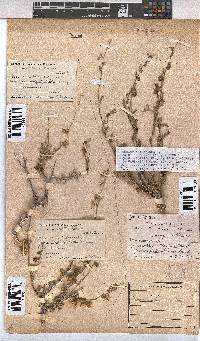 Hermannia trifurca image