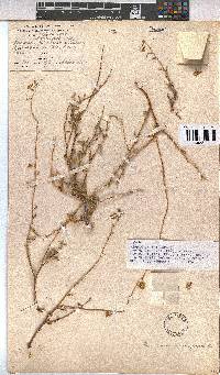 Hermannia trifurca image