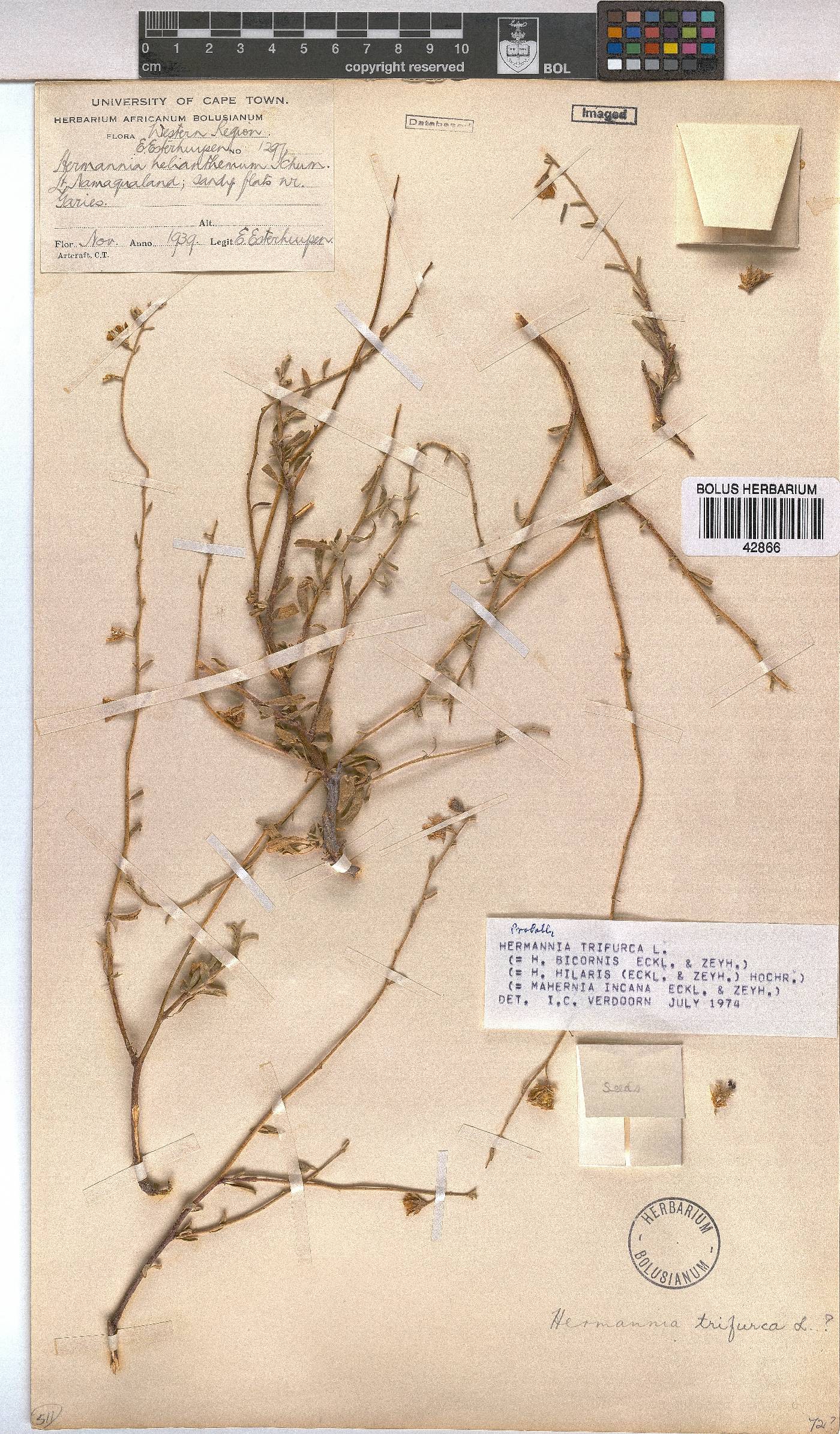Hermannia trifurca image