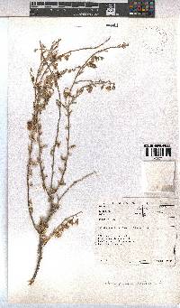 Hermannia trifurca image