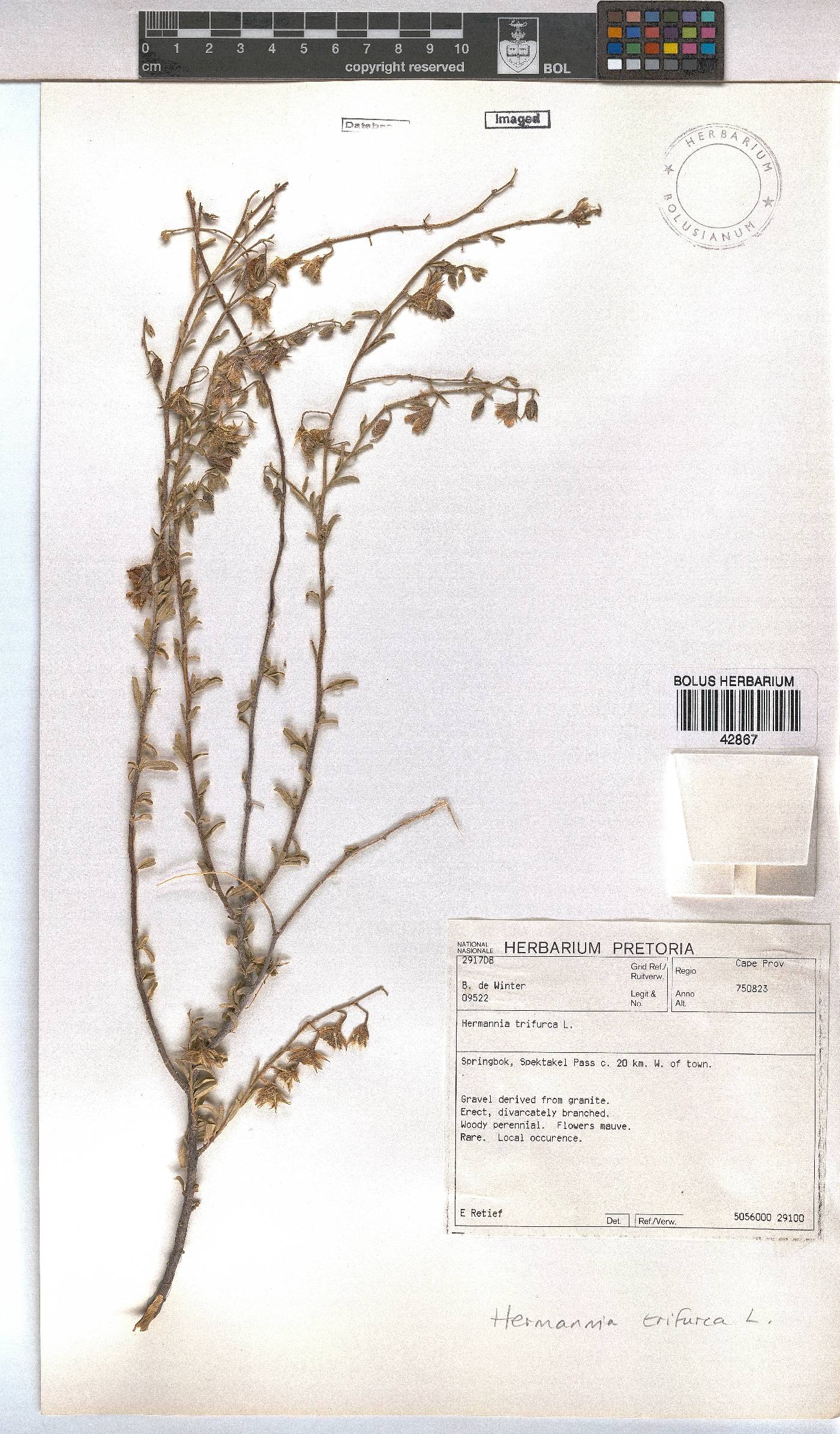 Hermannia trifurca image