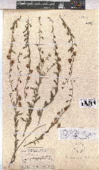 Hermannia trifurca image