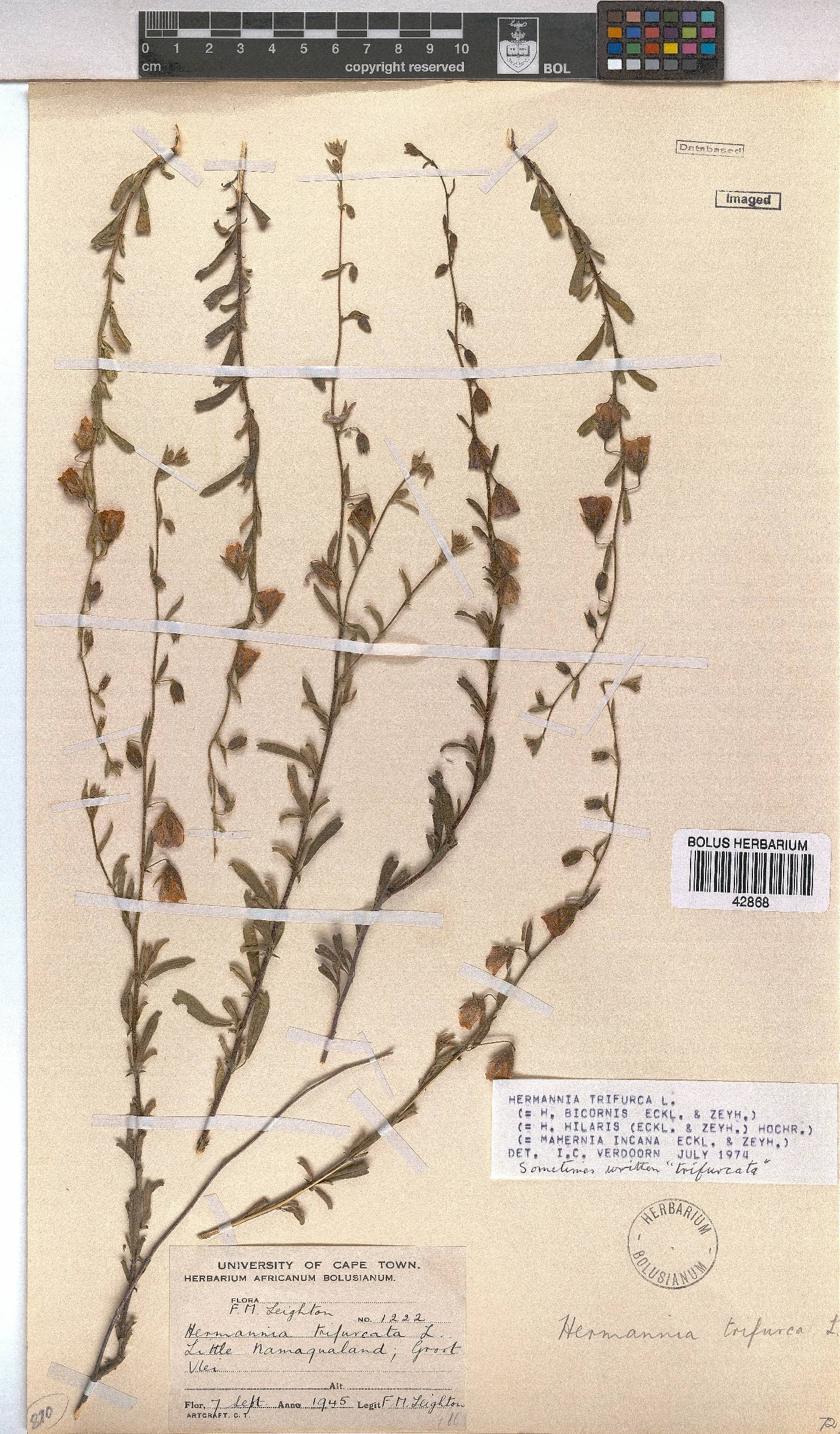 Hermannia trifurca image